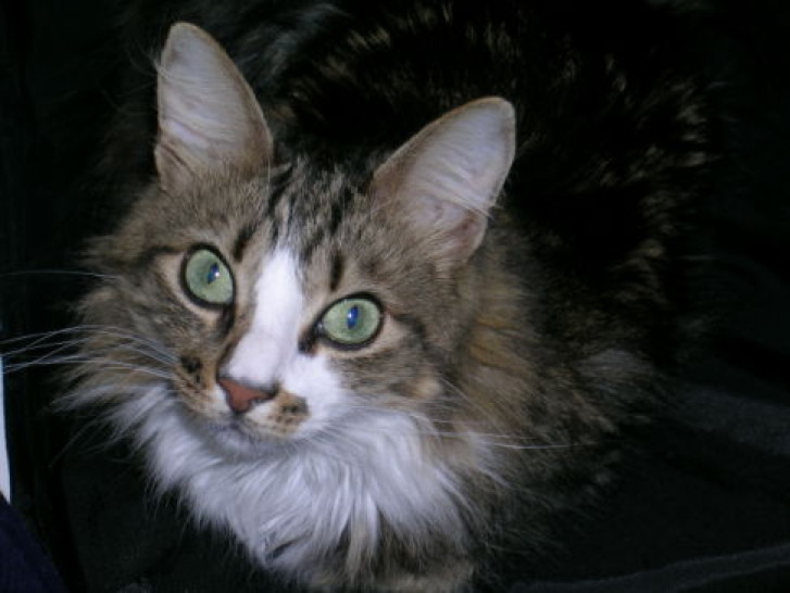 Picture of a cat / kitten / feline