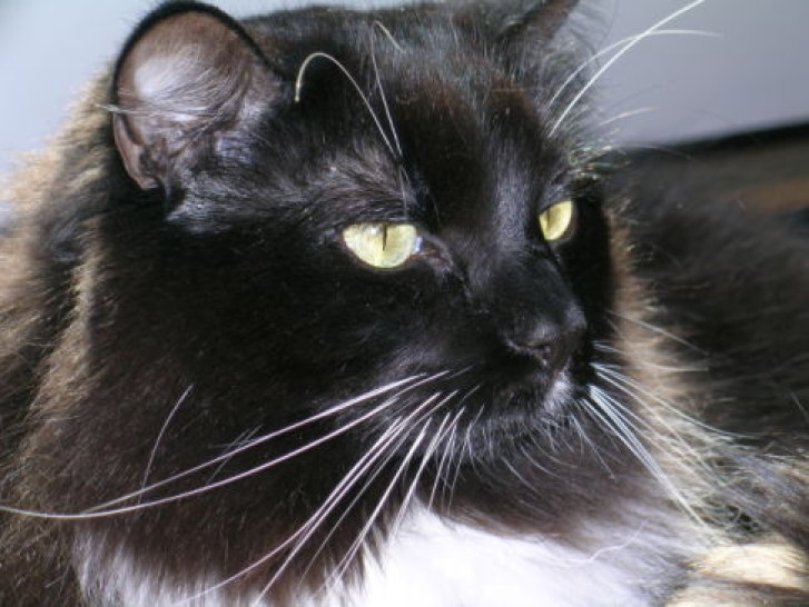 Picture of a cat / kitten / feline