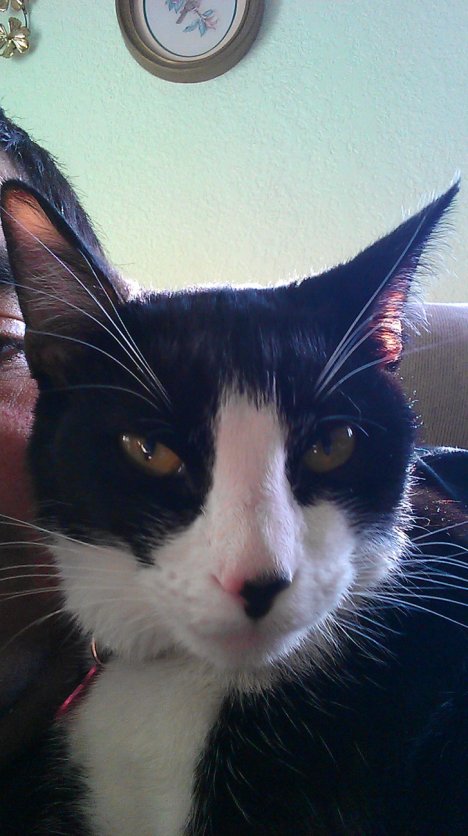 Picture of a cat / kitten / feline