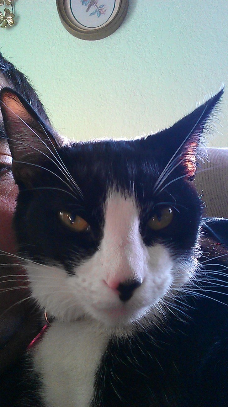 Picture of a cat / kitten / feline