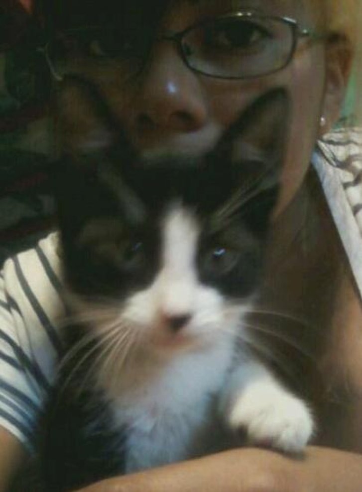 Picture of a cat / kitten / feline