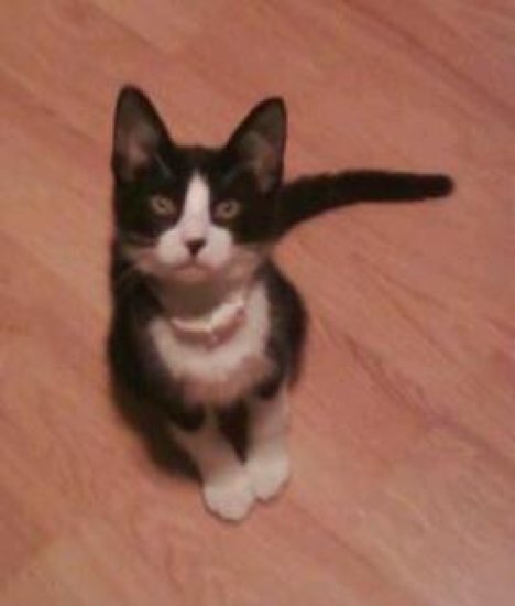 Picture of a cat / kitten / feline