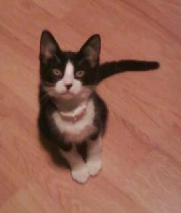 Picture of a cat / kitten / feline