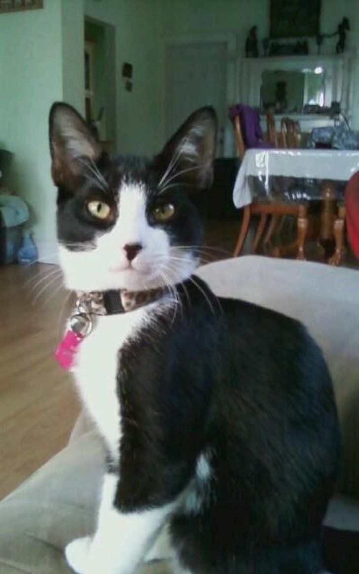 Picture of a cat / kitten / feline