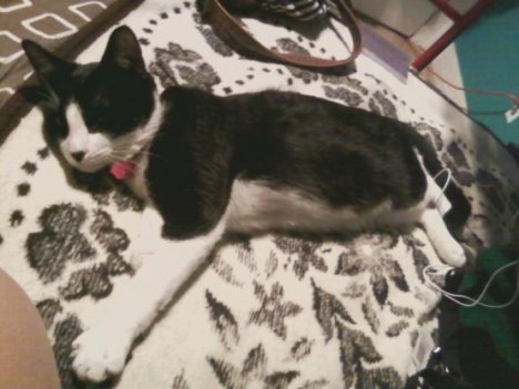 Picture of a cat / kitten / feline