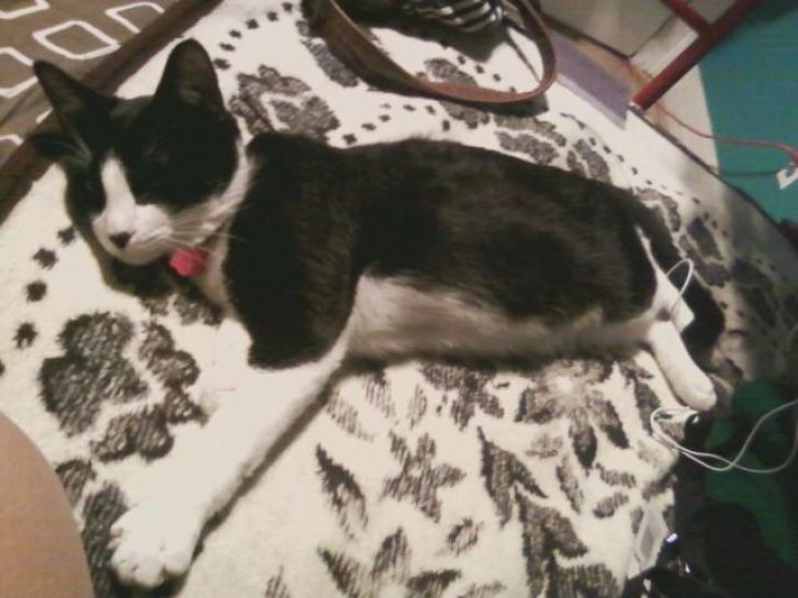 Picture of a cat / kitten / feline