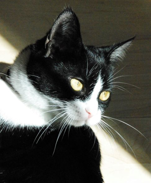 Picture of a cat / kitten / feline