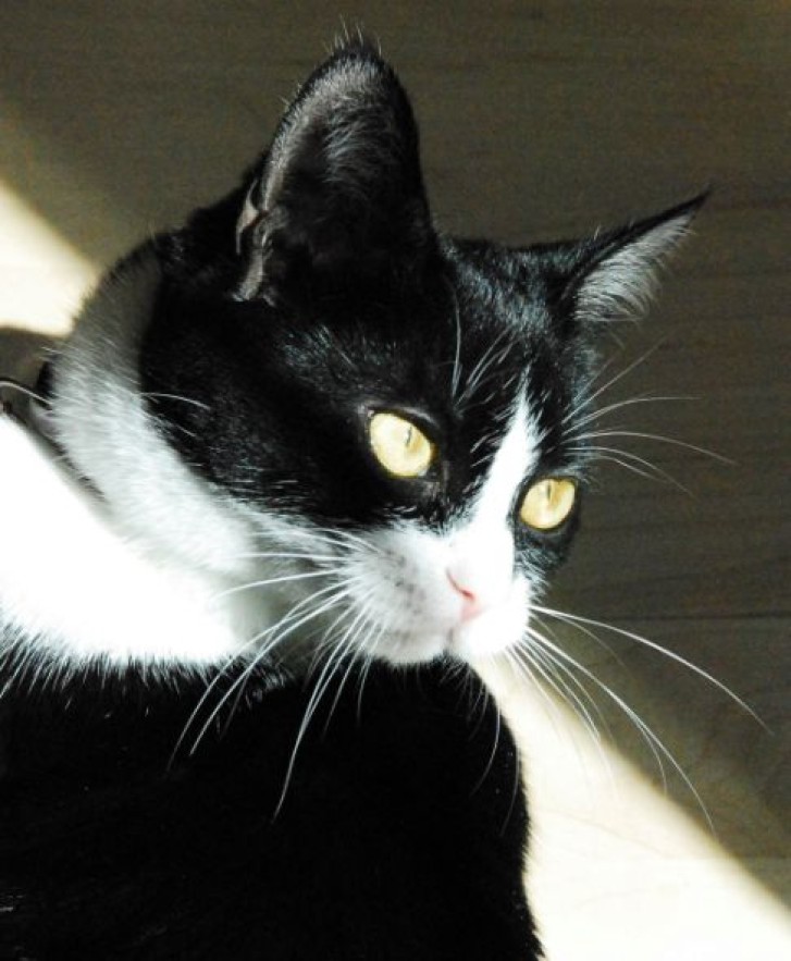 Picture of a cat / kitten / feline