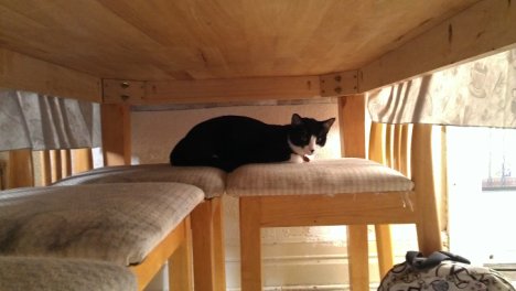 Picture of a cat / kitten / feline