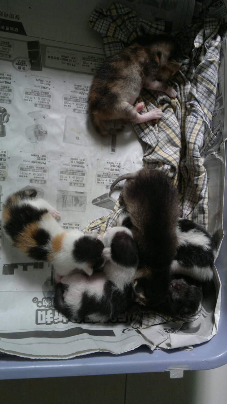 Picture of a cat / kitten / feline