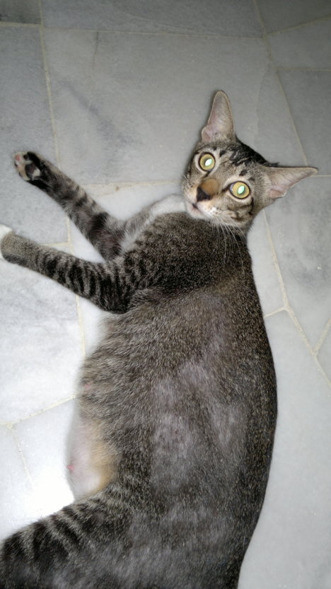 Picture of a cat / kitten / feline