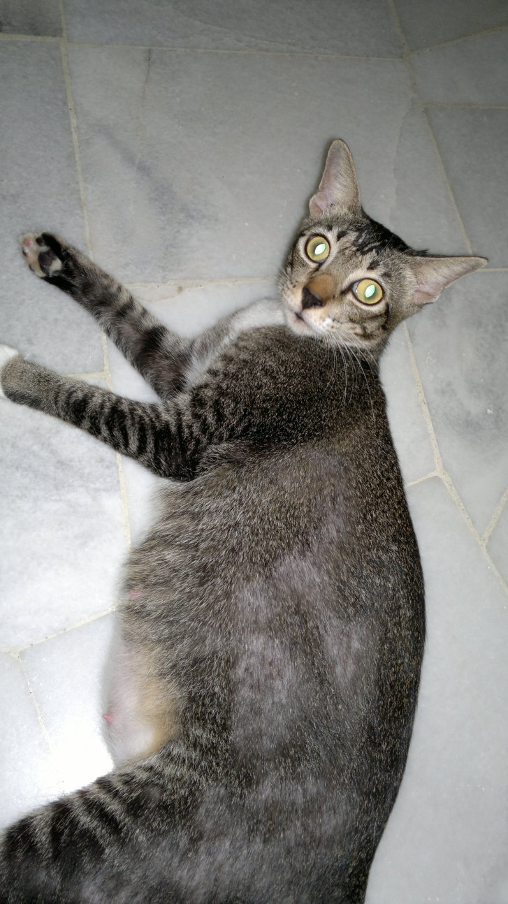 Picture of a cat / kitten / feline