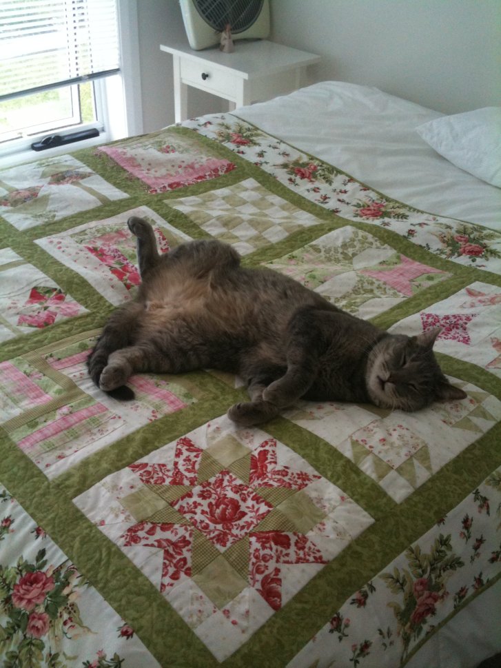 Picture of a cat / kitten / feline