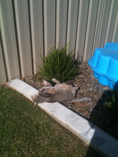 Picture of a cat / kitten / feline