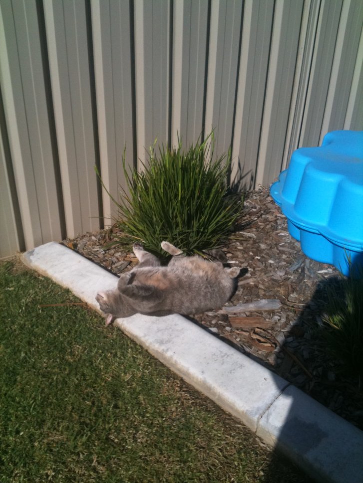 Picture of a cat / kitten / feline