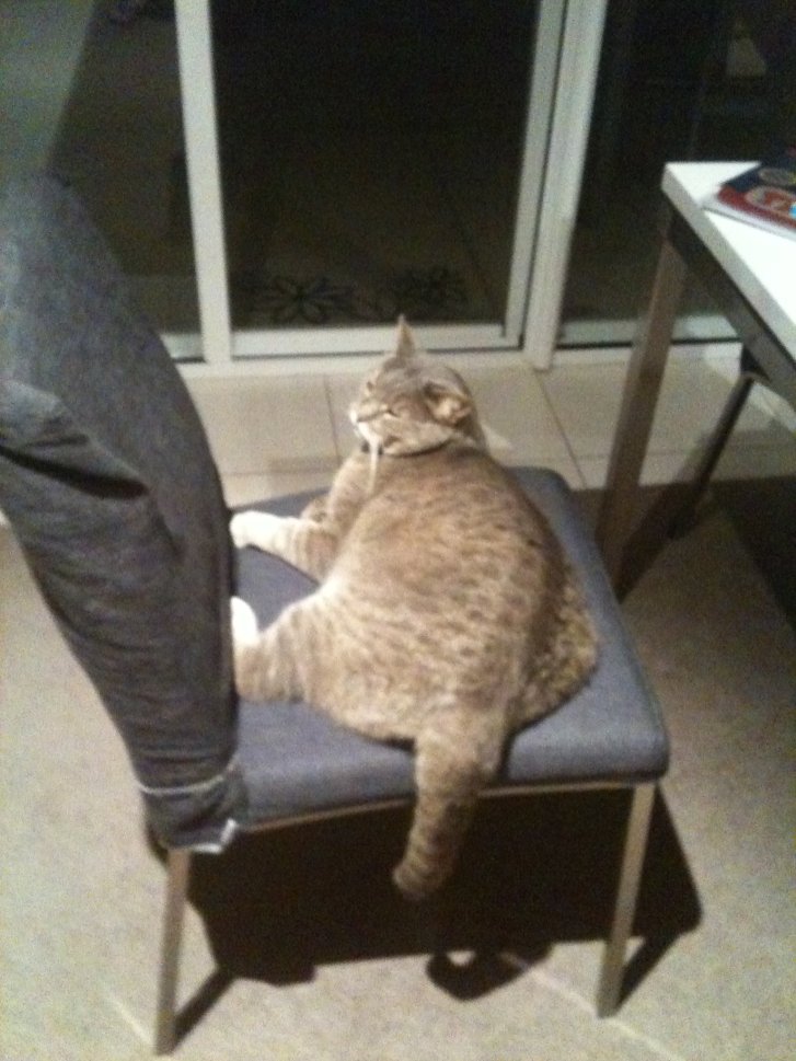 Picture of a cat / kitten / feline