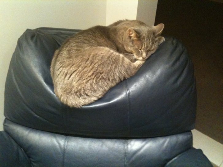 Picture of a cat / kitten / feline