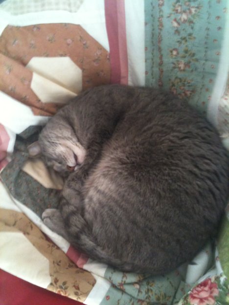 Picture of a cat / kitten / feline