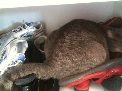 Picture of a cat / kitten / feline