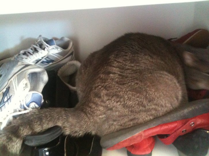 Picture of a cat / kitten / feline