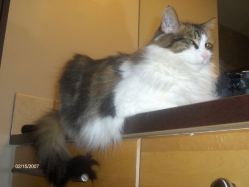 Picture of a cat / kitten / feline