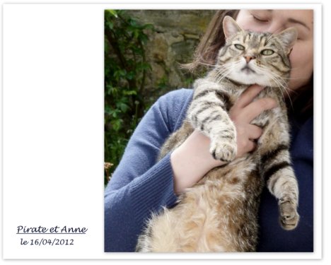 Picture of a cat / kitten / feline