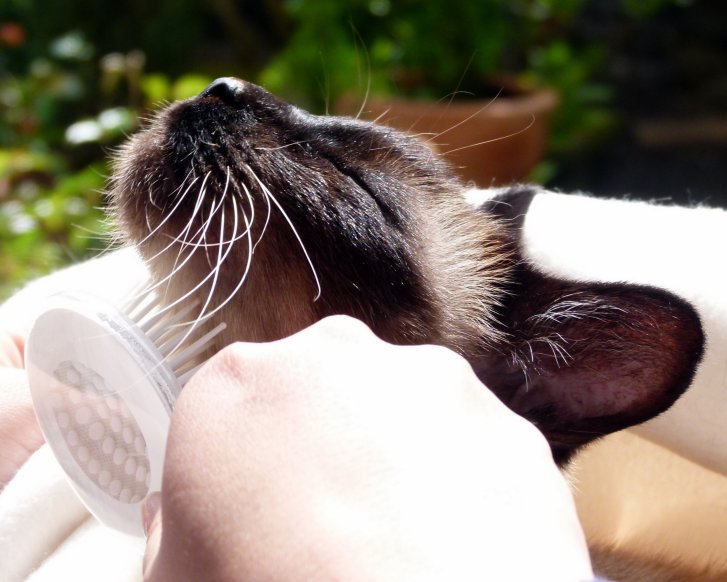 Picture of a cat / kitten / feline