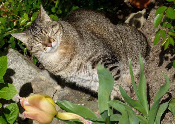 Picture of a cat / kitten / feline