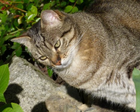 Picture of a cat / kitten / feline