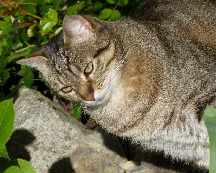 Picture of a cat / kitten / feline