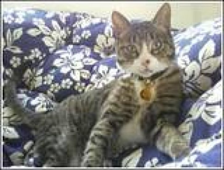 Picture of a cat / kitten / feline