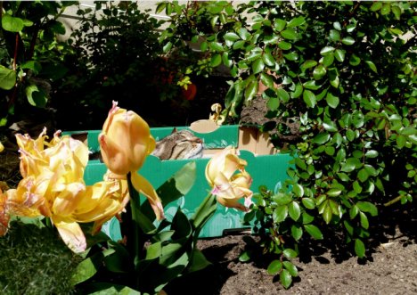 Picture of a cat / kitten / feline