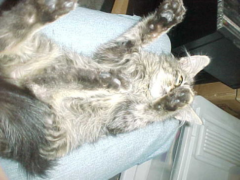 Picture of a cat / kitten / feline