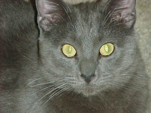 Picture of a cat / kitten / feline