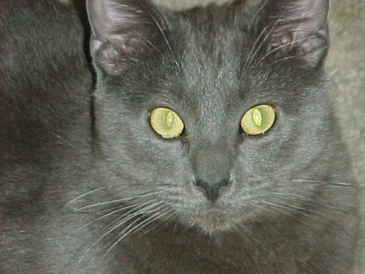 Picture of a cat / kitten / feline