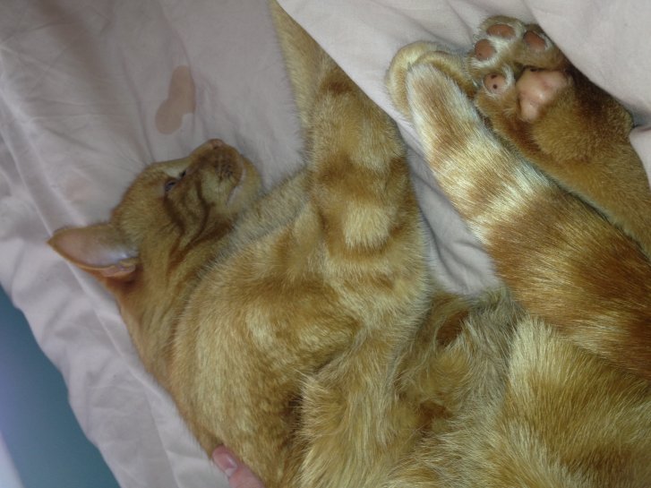 Picture of a cat / kitten / feline