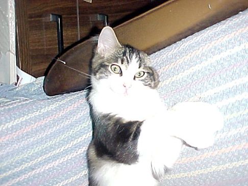 Picture of a cat / kitten / feline