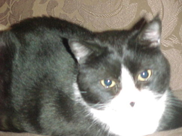 Picture of a cat / kitten / feline