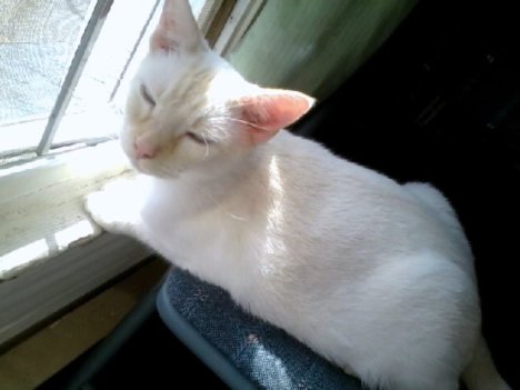 Picture of a cat / kitten / feline