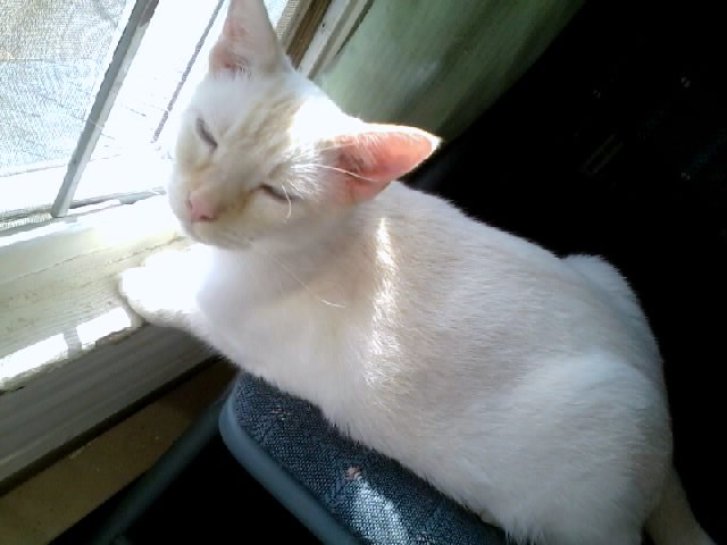 Picture of a cat / kitten / feline