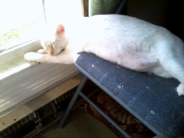 Picture of a cat / kitten / feline