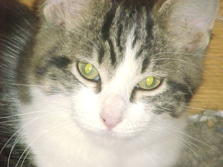 Picture of a cat / kitten / feline