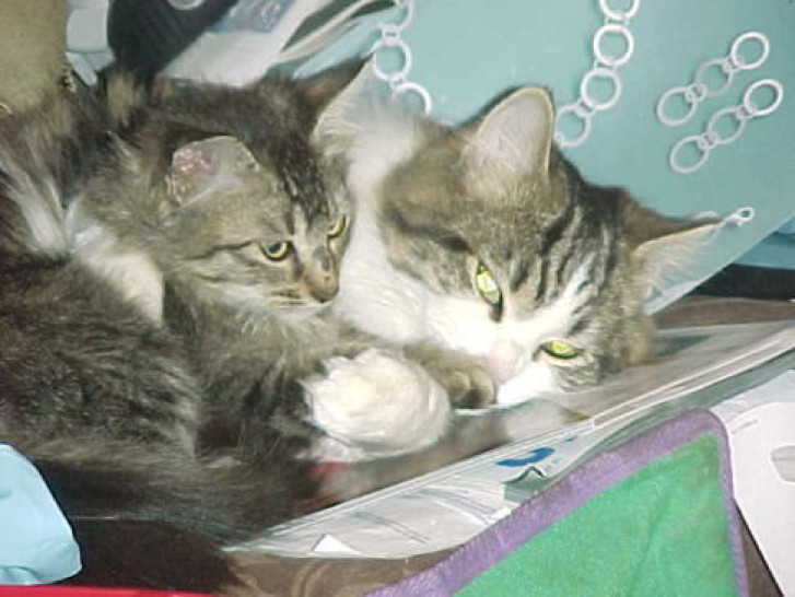 Picture of a cat / kitten / feline