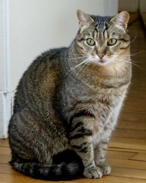 Picture of a cat / kitten / feline