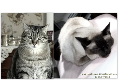 Picture of a cat / kitten / feline