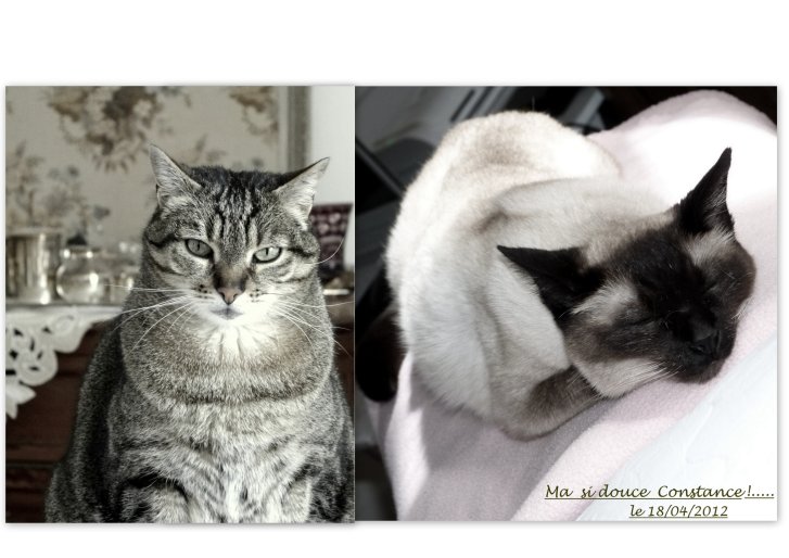 Picture of a cat / kitten / feline