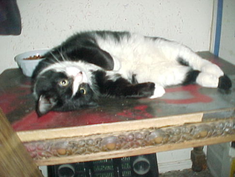 Picture of a cat / kitten / feline