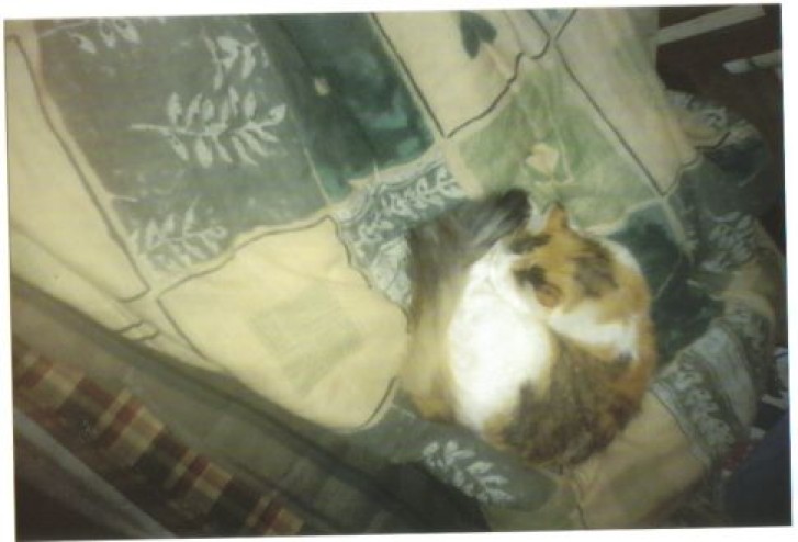 Picture of a cat / kitten / feline