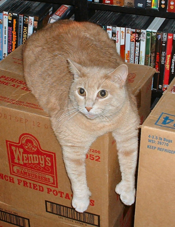 Picture of a cat / kitten / feline