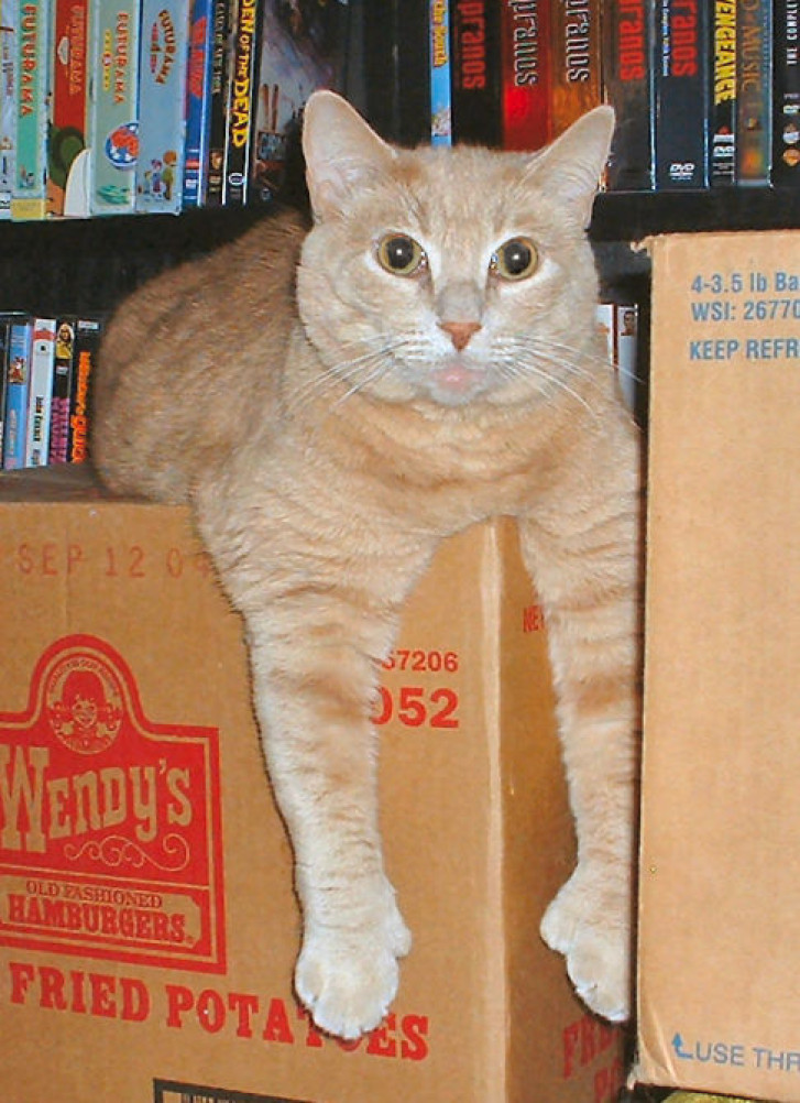 Picture of a cat / kitten / feline